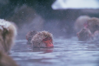 Duck swimming in lake