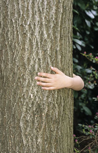 Close-up of hand on tree trunk