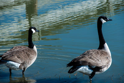 Canada geese in lake