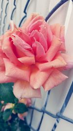 Close-up of rose blooming