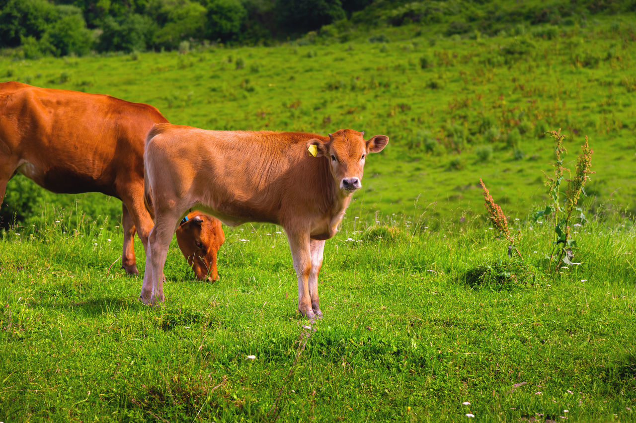 mammal, animal, animal themes, pasture, domestic animals, grass, meadow, livestock, plant, grassland, pet, cattle, grazing, natural environment, field, land, rural area, cow, nature, green, agriculture, domestic cattle, landscape, dairy cow, farm, prairie, plain, no people, rural scene, standing, brown, environment, outdoors, group of animals, wildlife, growth, day, flower, bull, animal wildlife, herbivorous, food, calf, portrait
