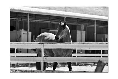 Horse in stable