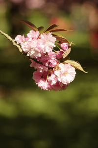 Close-up of pink flowers blooming outdoors