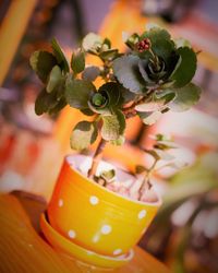 Close-up of plant against blurred background