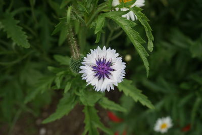 Close-up of purple flowering plant