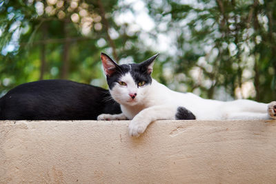 White cat lying on the wall looking at the camera