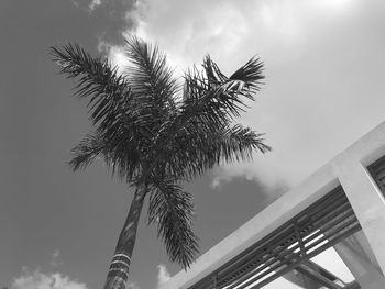 Low angle view of coconut palm tree against sky