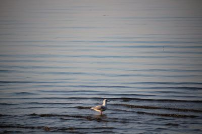 Seagull swimming in sea