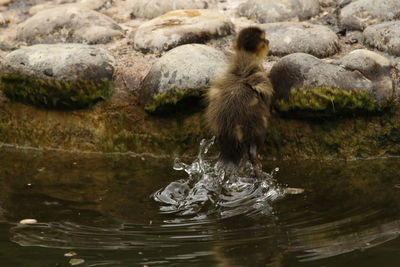 Close-up of duck swimming on lake