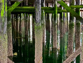 Reflection of trees in water