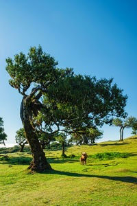 Trees on field against clear blue sky