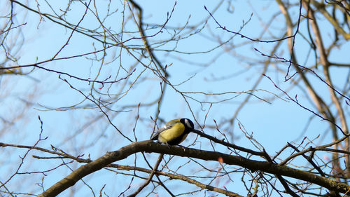 bird