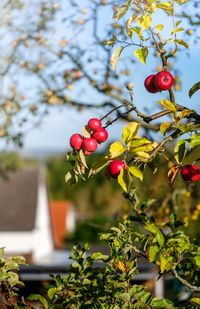 Close-up of red berries growing on tree