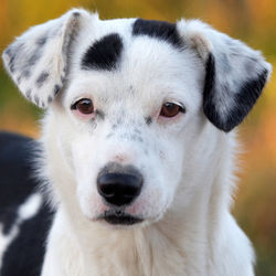 Close-up portrait of white dog