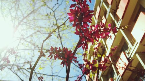 Close-up of pink flowers