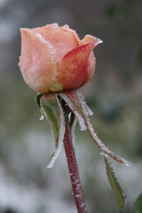 Close-up of snow on red leaf