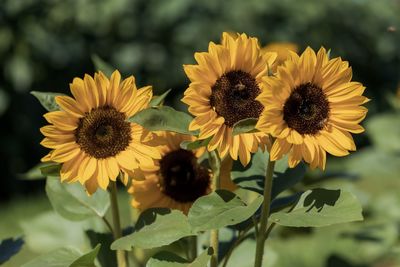 Close-up of sunflower