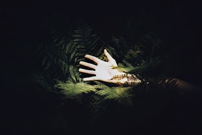 Cropped hand of woman amidst tree at night