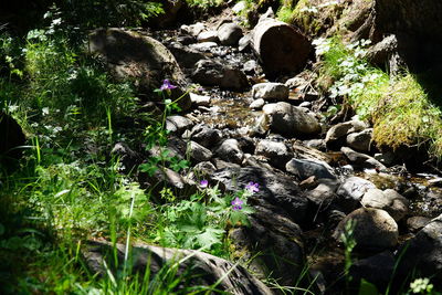 Plants growing on rocks in forest