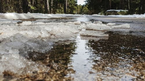 Water flowing in forest