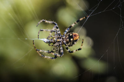 Close-up of spider on web