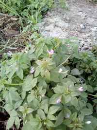 High angle view of flowering plants