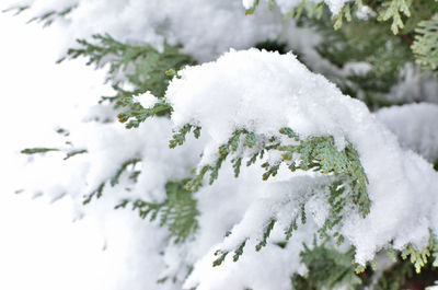 Pine branches covered with snow.	
