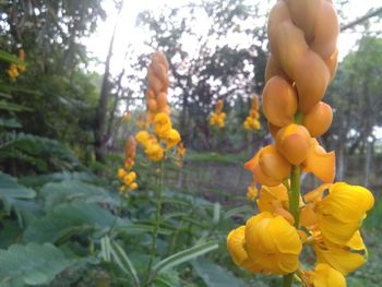 Close-up of yellow flowering plants against trees