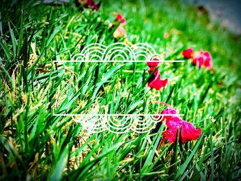 Close-up of red flowers blooming in field