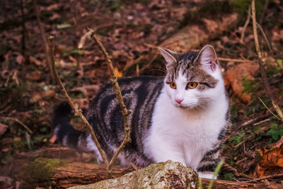 A black-white cat is walking in the forest