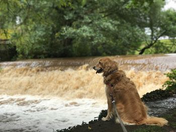 Dog on riverbank