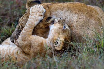 lion cub
