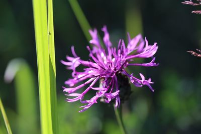 Close-up of purple flowers blooming outdoors