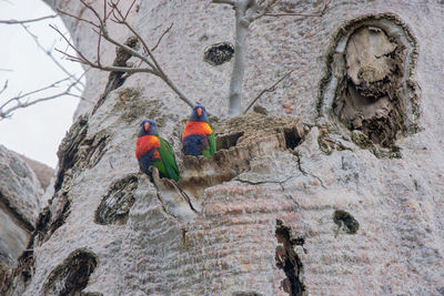 Low angle view of bird perching on rock