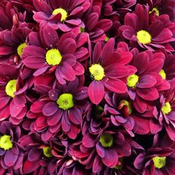 Close-up of pink dahlia flowers