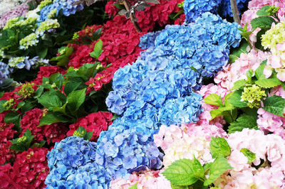 High angle view of multi colored flowering plants