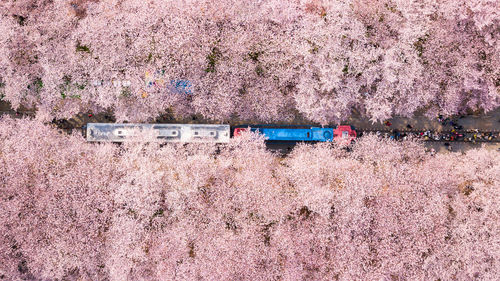 Aerial view of cherry blossoms