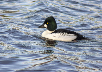 Duck swimming in lake