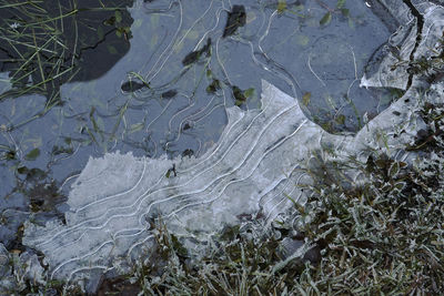 High angle view of turtle in water
