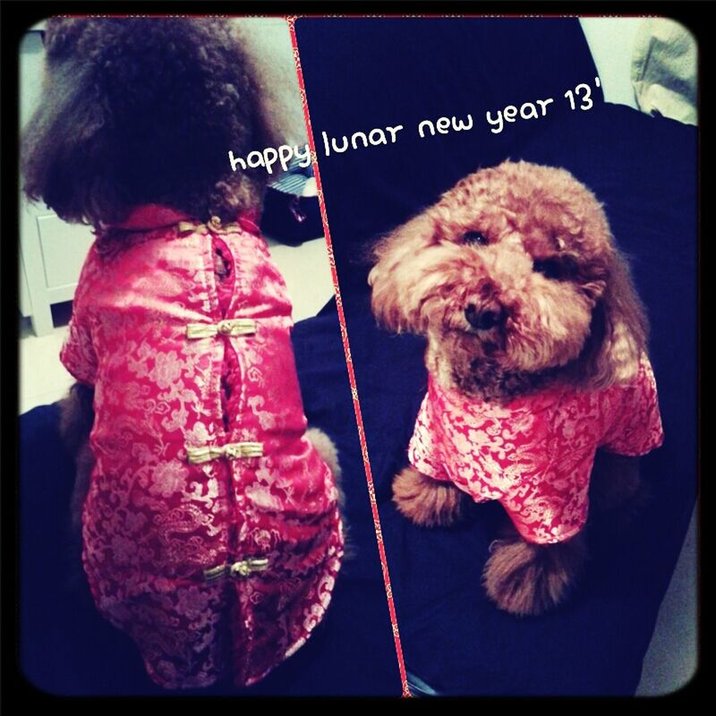 Bb: happy lunar new year