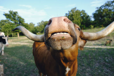 Close-up of a horse on field