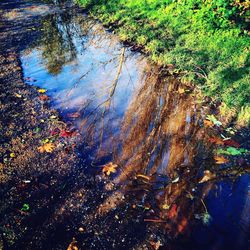 Reflection of trees in water