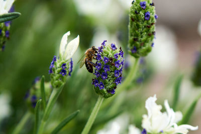 Close-up of insect on purple flowering plant