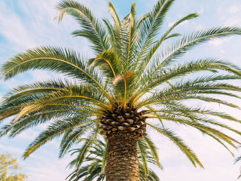 Low angle view of palm tree against sky