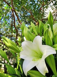 Close-up of flower blooming on tree