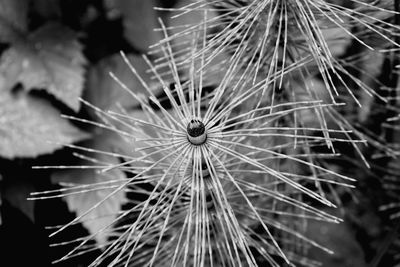 Close-up of dandelion with spider web