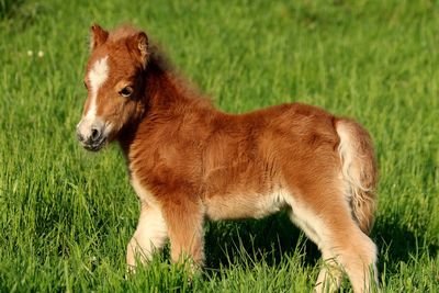 Side view of a horse on field