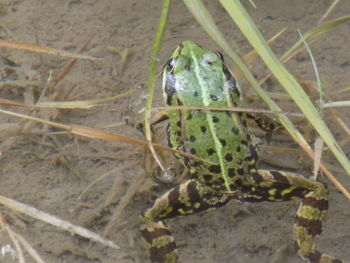 High angle view of lizard