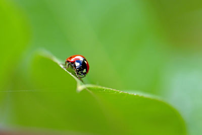 Close-up of ladybug on leaf