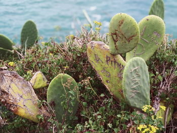 Close-up of prickly pear cactus by sea